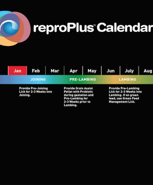 Repro Plus 12 month timeline