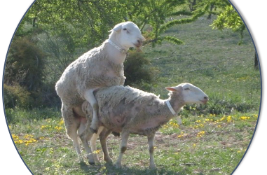 Rams: why 1% + 1 isn’t always the right number…