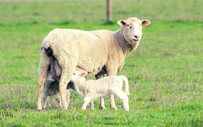 Joining ewes with lambs at foot